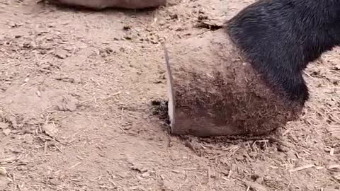 The donkey's toenails are so long that it affects his normal walking.