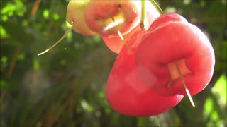 Jambu, Jambu, have you at any point attempted my taste companions