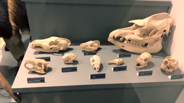 Here are some dinosaur skulls