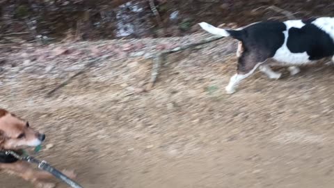 Clarabelle and Bandit