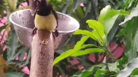 Indian Desi chidiya 🐦🐦#Viral#Short#Video