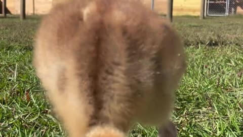 Our endangered crowned crane chick (who is as of yet still unnamed)