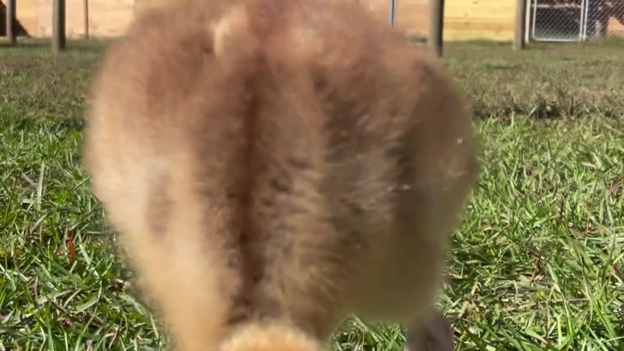 Our endangered crowned crane chick (who is as of yet still unnamed)