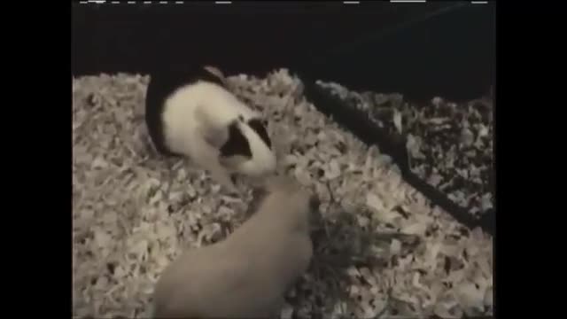 2006 Devon Guineau Pigs