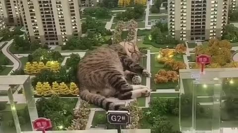 Funny Animal 2023 😂 - Funniest cat and dogs 🐶🐕