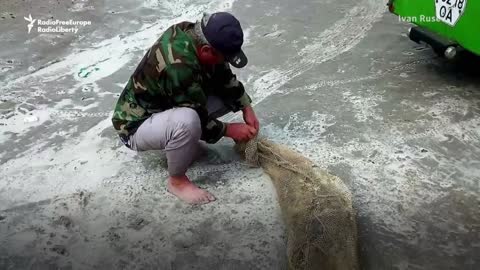 Tens Of Thousands Of Dead Dolphins Among Environmental Casualties Of Ukraine War