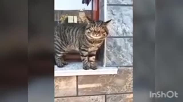Speaking cats and pits