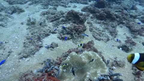 Scuba diver gets attacked by clown fish