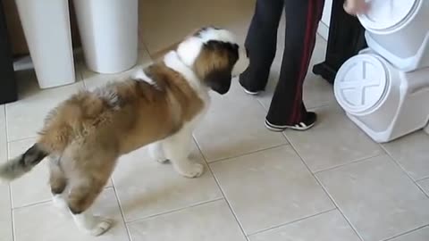 Once A Dog Was A Student| How To Trained Your Dog