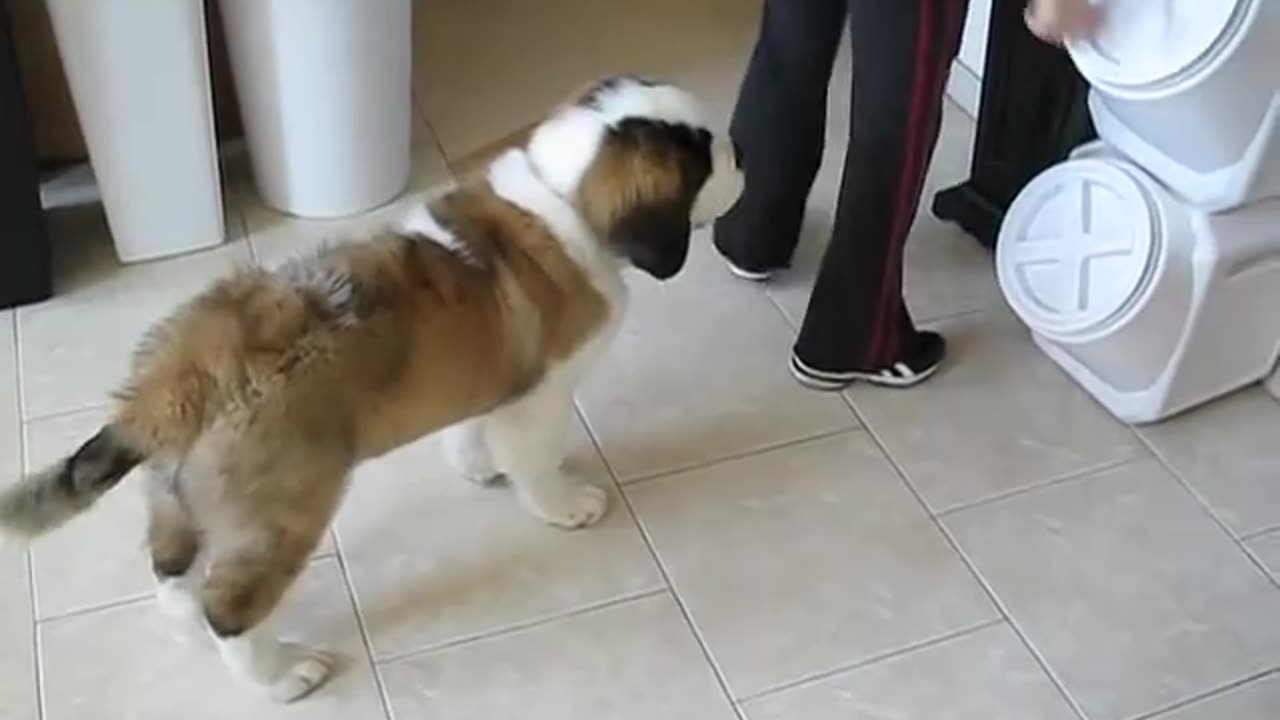 Once A Dog Was A Student| How To Trained Your Dog