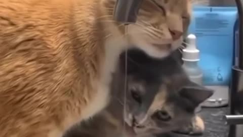 Cat sings while drinking
