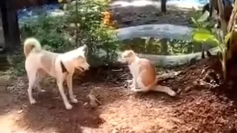 The best fun funny videos pets🐶🐷 TRY NOT TO LAUGH lol179🐕🐰🐾 #short