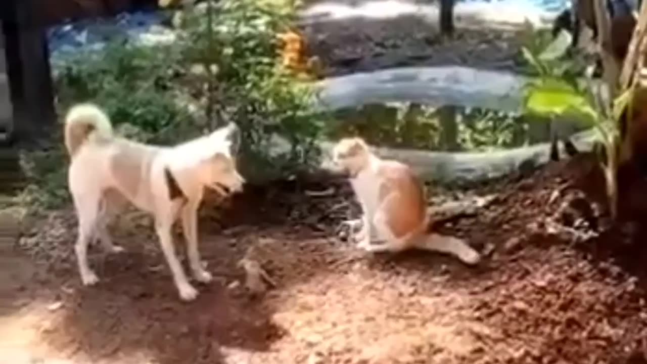 The best fun funny videos pets🐶🐷 TRY NOT TO LAUGH lol179🐕🐰🐾 #short