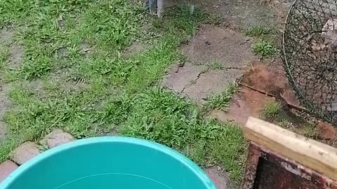 Rain water