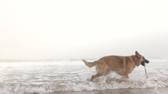 Dog,dog in the Beech