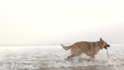 Dog,dog in the Beech