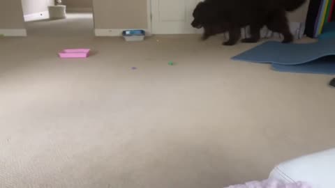 Giant Newfoundland welcome new tinny kitten brother