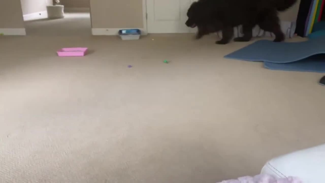 Giant Newfoundland welcome new tinny kitten brother