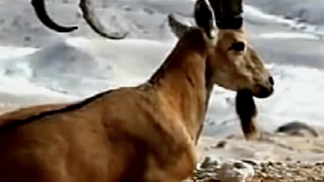 Snow mountain goats