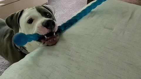 Puppy teases human with dog toy