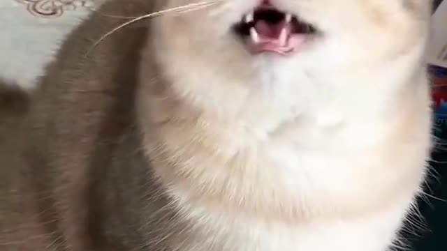 Laugh out loud with the FUNNIEST CATS right here!#10