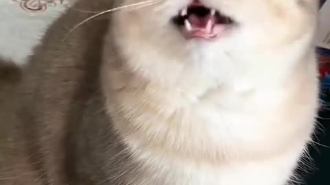 Laugh out loud with the FUNNIEST CATS right here!#10