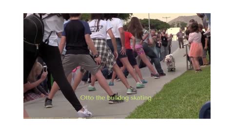 Otto The Skateboarding Bulldog