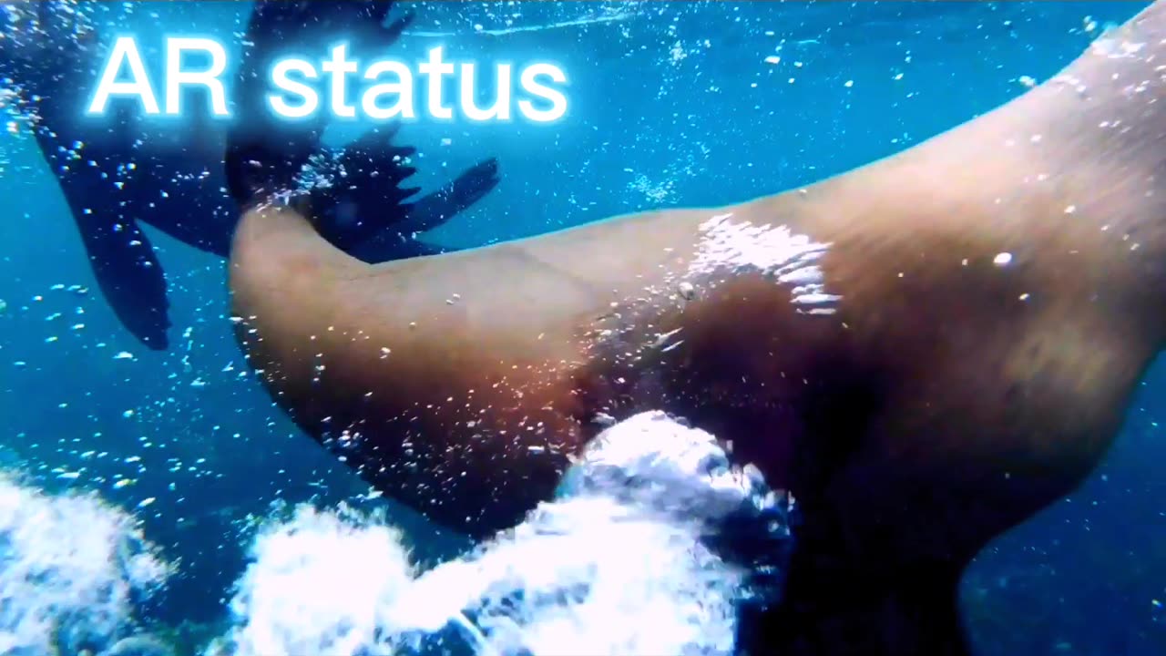 Seal status 😱🔥#viral video🎥#rumble 👍🔥