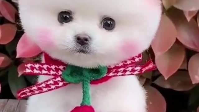 Dog cute funny video | dogs lovers | puppy grooming | adorable puppy
