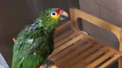 ✨️Funny parrot and cute Birds compilation ✨️