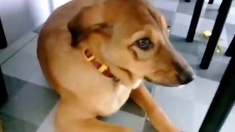 Anjing yang pintar!!