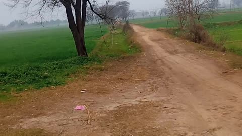Gujarat