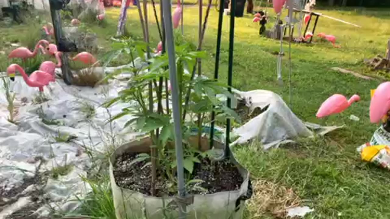 Morons and identity politics p 3