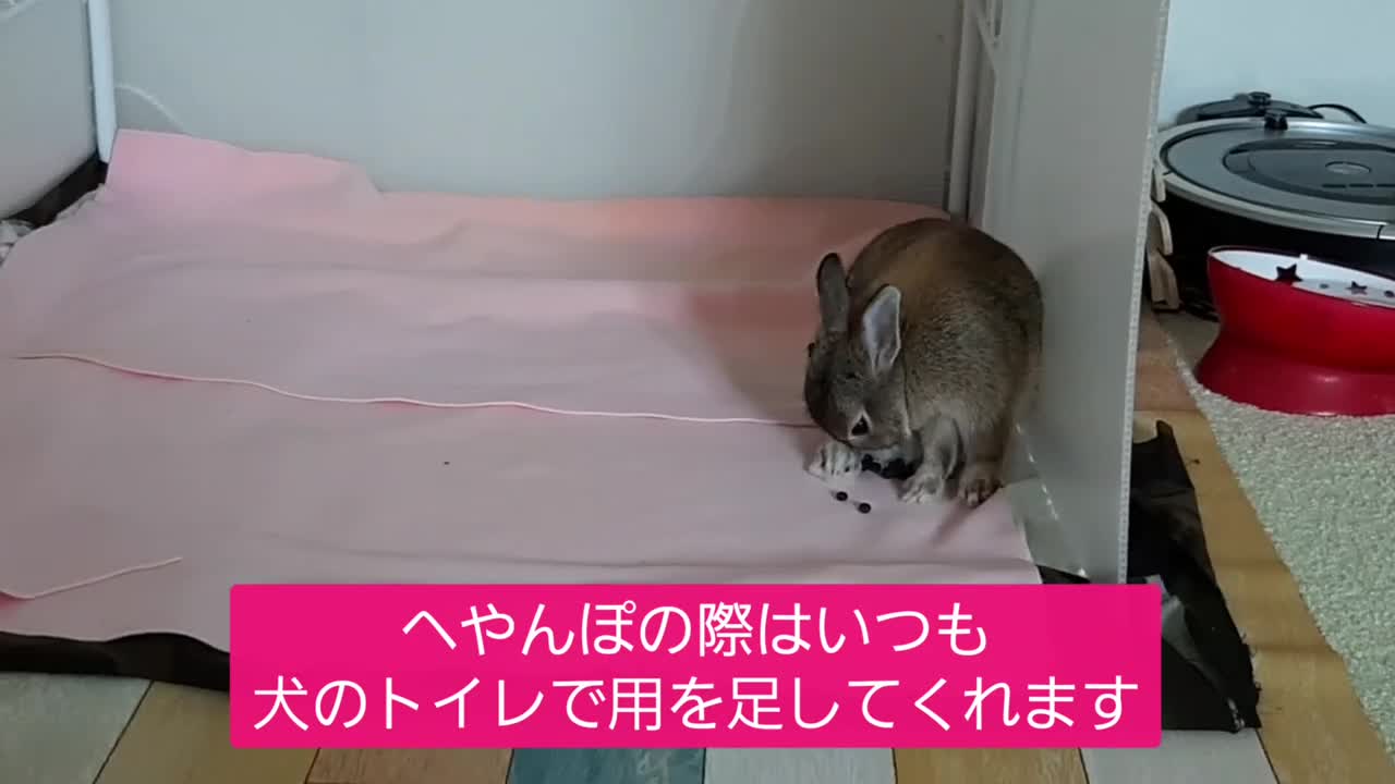 犬のトイレで用を足すうさぎ