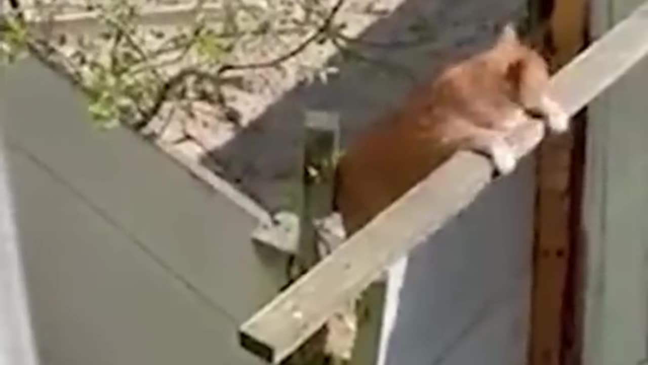 Funny funny funny animals