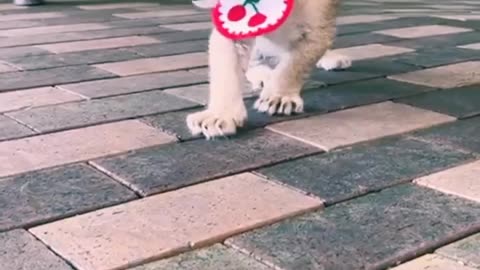 The cutest tiger cub