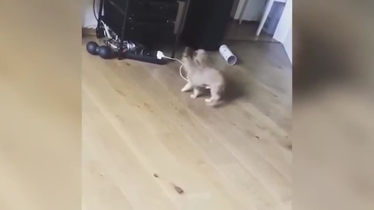 Funny Dog Fails🐶 - Funniest Cats And Dogs 2023😹🐶 | Pets Island