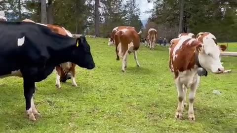 cows