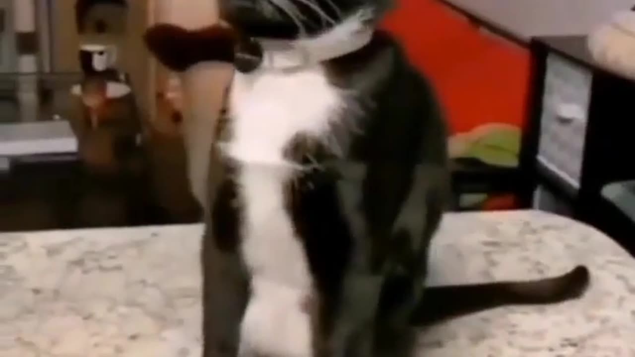 Cat funny video