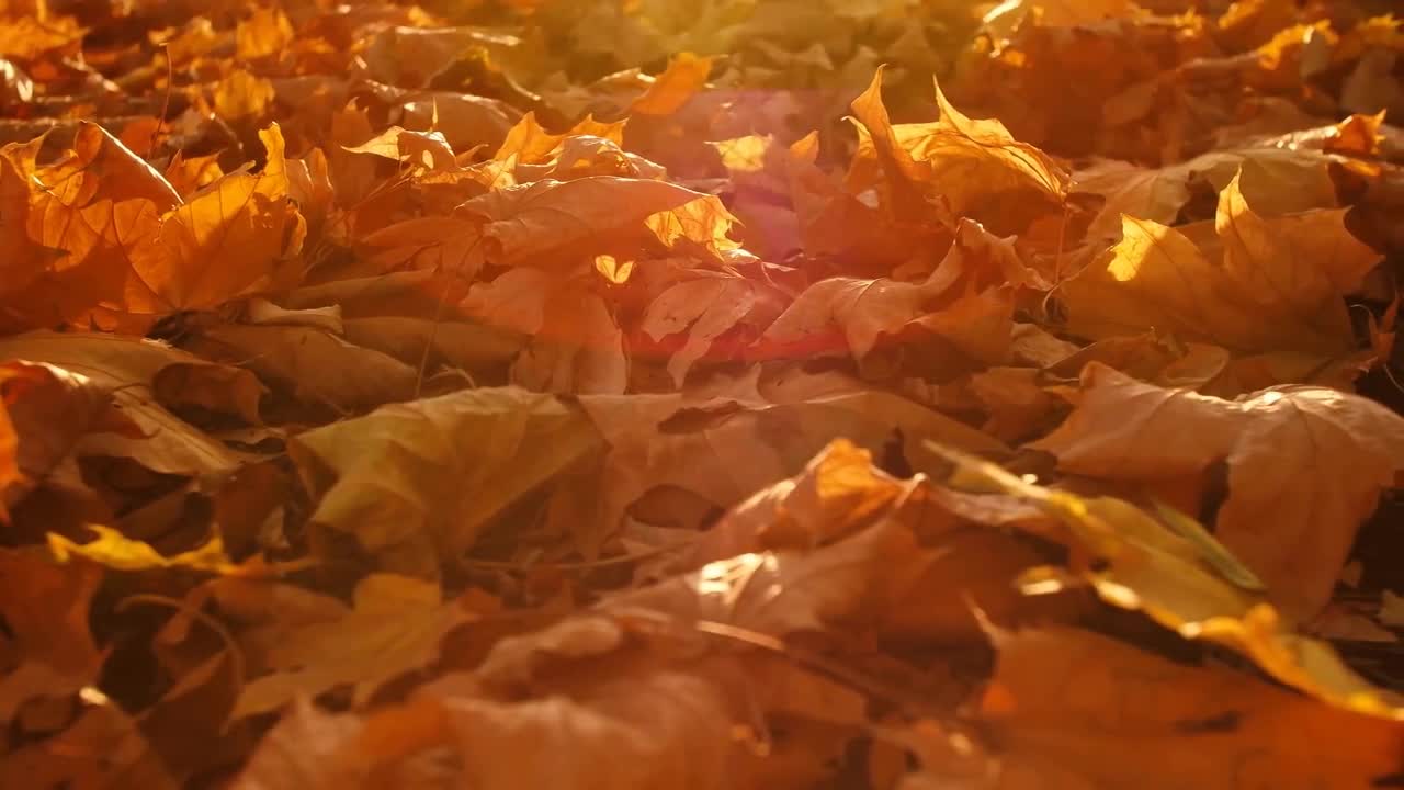 Enchanting Autumn Forests with Beautiful Piano Music
