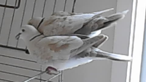 MORNING DOVE'S DUET