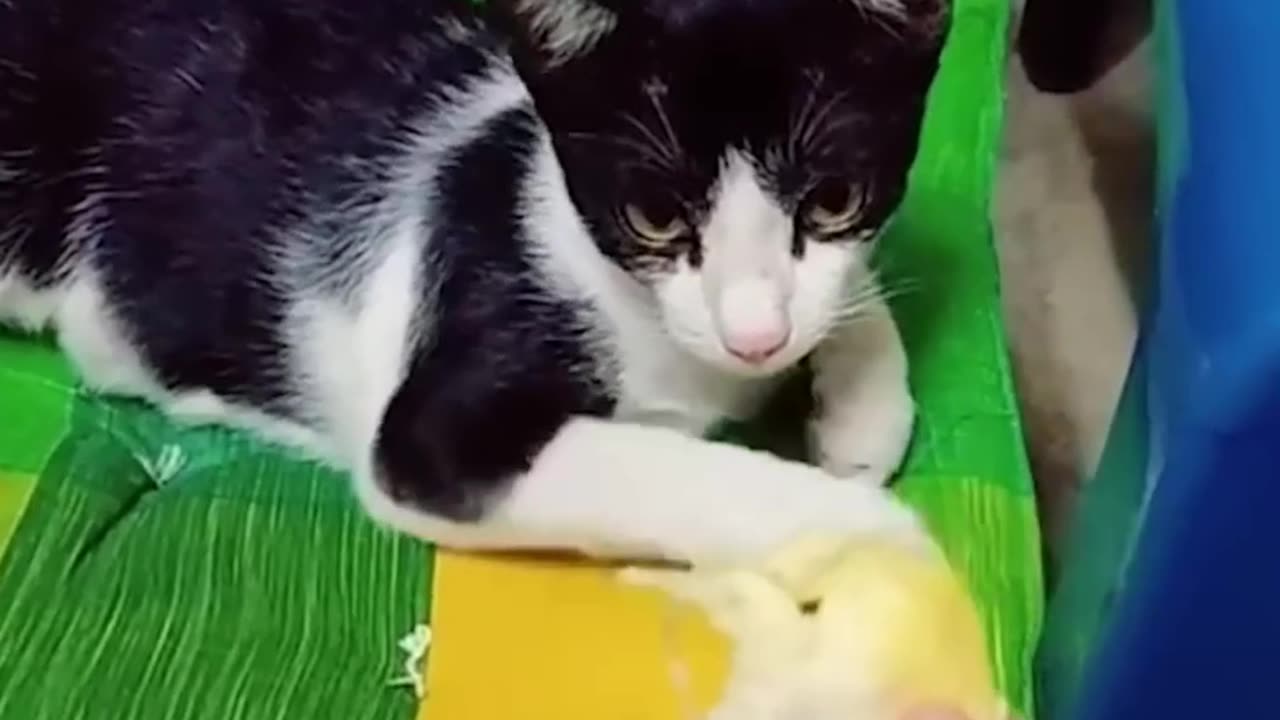 Cat and dog video