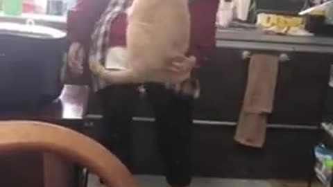 Funny animals
