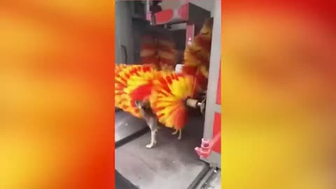 Best Funny videos