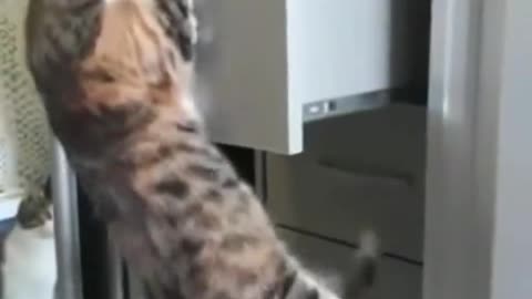 Funy cats fighting