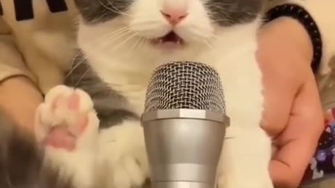 funny cute cat #shorts