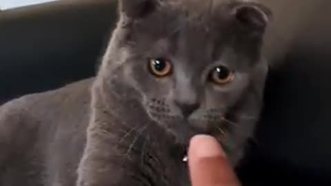 I always tell the girls... #catvideos