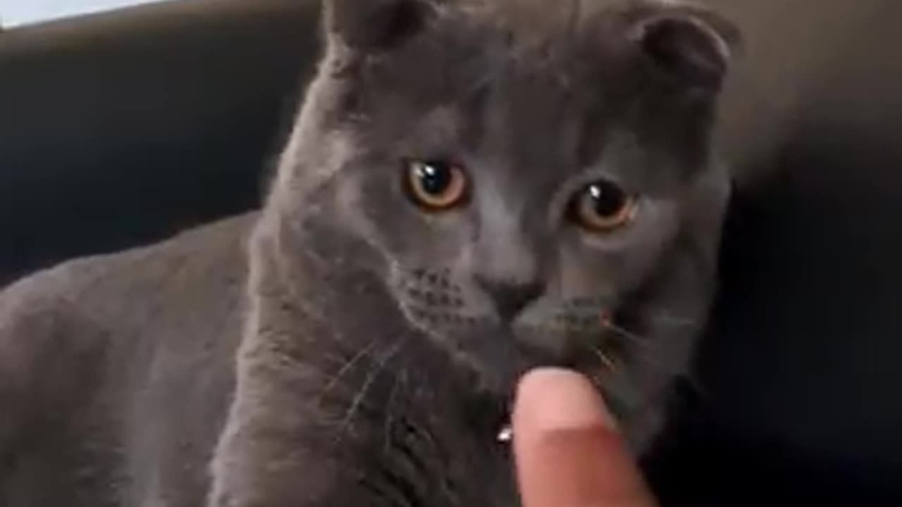 I always tell the girls... #catvideos