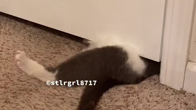 Cat videos funny