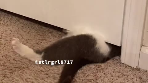 Cat videos funny